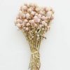 Fall Foliage Radial | Air-Dried Globe Amaranth In Pink - 14-18"