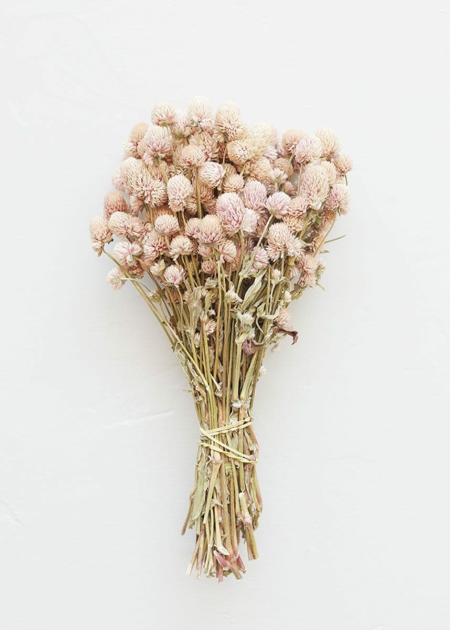 Fall Foliage Radial | Air-Dried Globe Amaranth In Pink - 14-18"