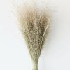 Fall Foliage Radial | Dried Indian Rice Grass - 22-28"