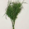 Fall Foliage Radial | Preserved Asparagus Plumosus Fern - 12"-28"