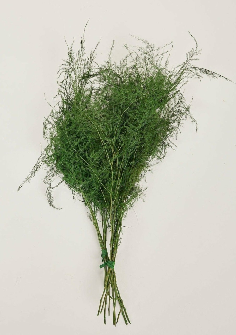 Fall Foliage Radial | Preserved Asparagus Plumosus Fern - 12"-28"