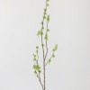 Everyday Greenery Radial | Artificial Branch With Green Buds - 40"