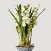 Blooming Florals Radial | White Faux Orchid Arrangement In Blue Ceramic Pot - 27"