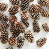 Everyday Greenery Radial | Box Of 100 Natural Pine Cones - 2-6"