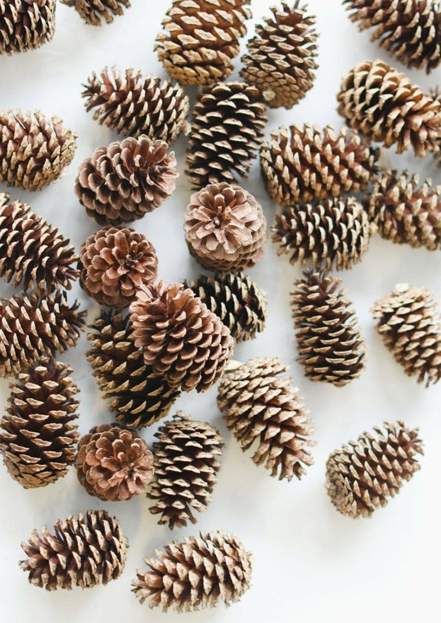 Everyday Greenery Radial | Box Of 100 Natural Pine Cones - 2-6"