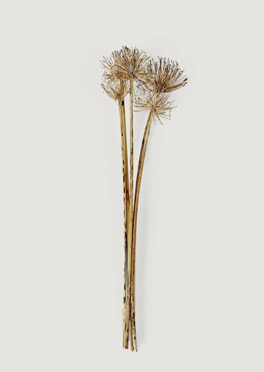 Fall Foliage Radial | Bundle Of 5 Dried Allium Flowers - 22-27"