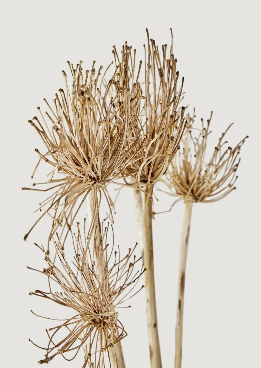 Fall Foliage Radial | Bundle Of 5 Dried Allium Flowers - 22-27"