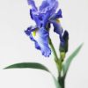 Blooming Florals Radial | Artificial Bearded Iris In Violet Blue - 32"