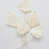 Fall Foliage Radial | Bundle Of 5 Bleached Cream Palm Spears - 15-22"