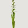 Blooming Florals Radial | Artificial Gladiolus Flower In White - 42.5"