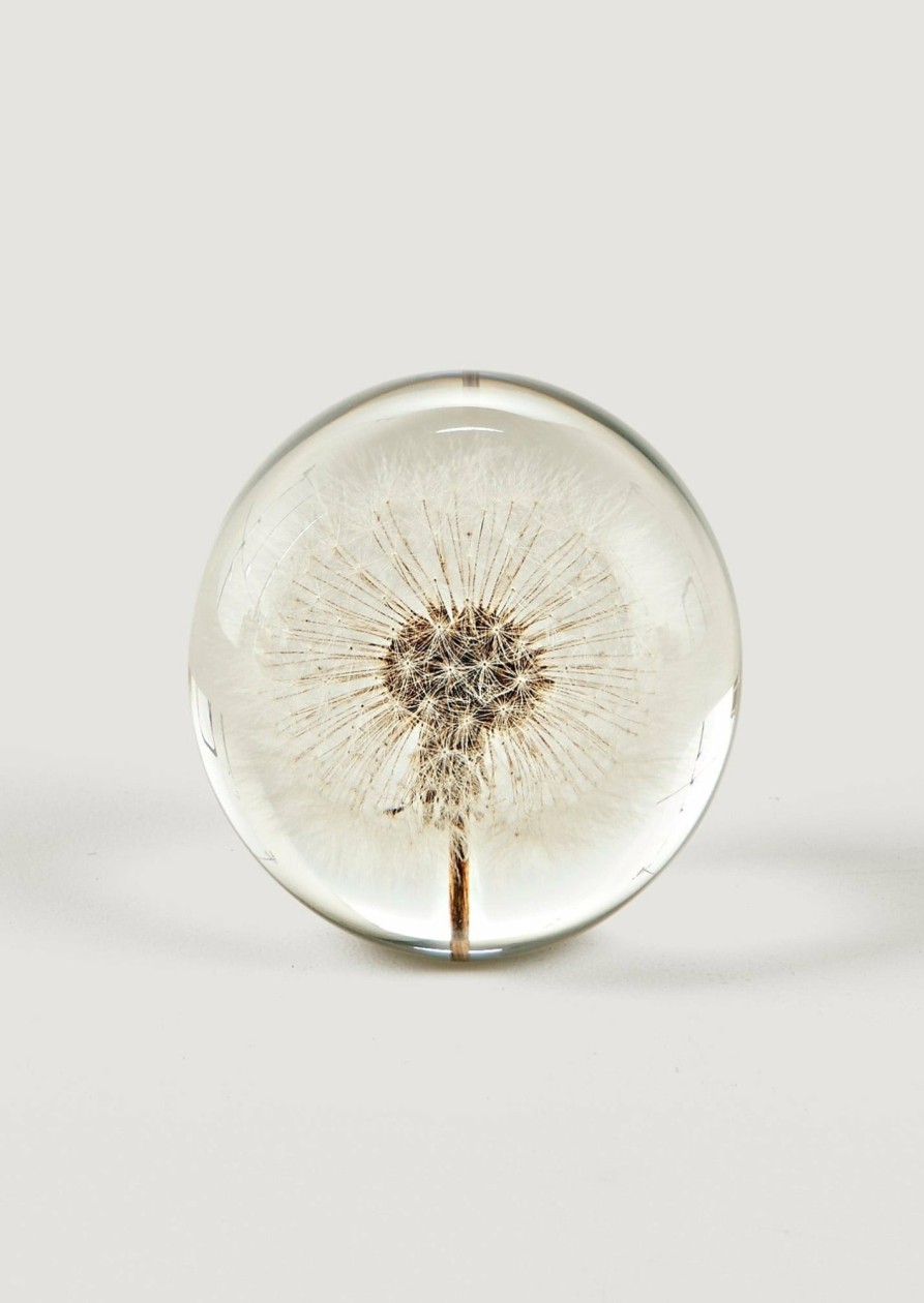 Fall Foliage Radial | Preserved Dandelion Head Paper Weight - 3"