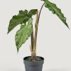 Everyday Greenery Radial | Faux Tropical Alocasia Potted Plant - 27"