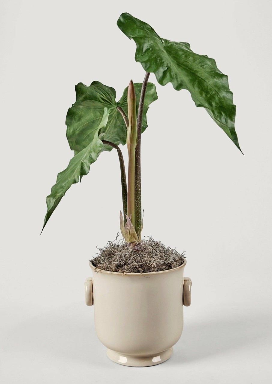 Everyday Greenery Radial | Faux Tropical Alocasia Potted Plant - 27"