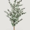 Everyday Greenery Radial | Artificial Potted Eucalyptus Tree - 61"