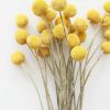 Fall Foliage Radial | Bundle Of 25 Dried Craspedia Billy Buttons - 18-26"