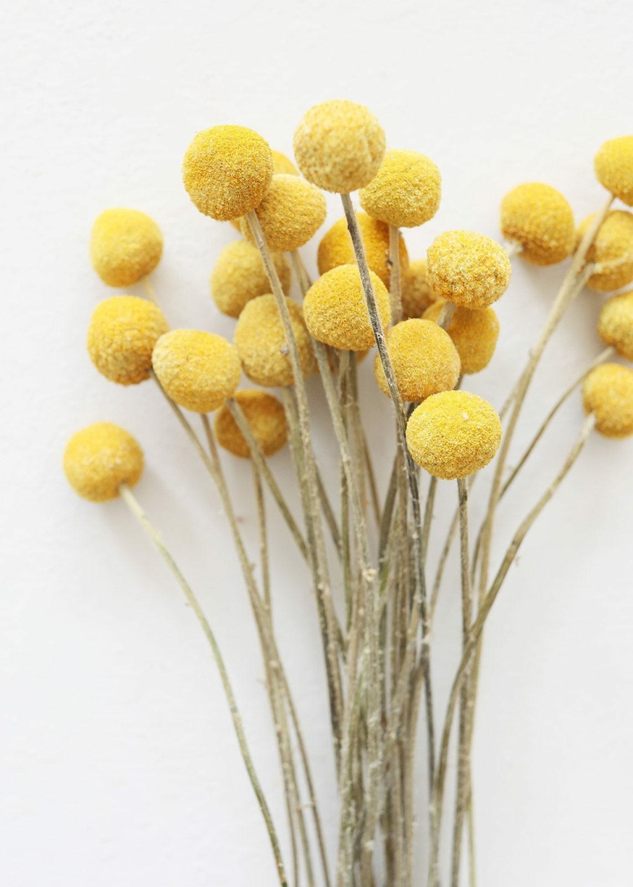 Fall Foliage Radial | Bundle Of 25 Dried Craspedia Billy Buttons - 18-26"