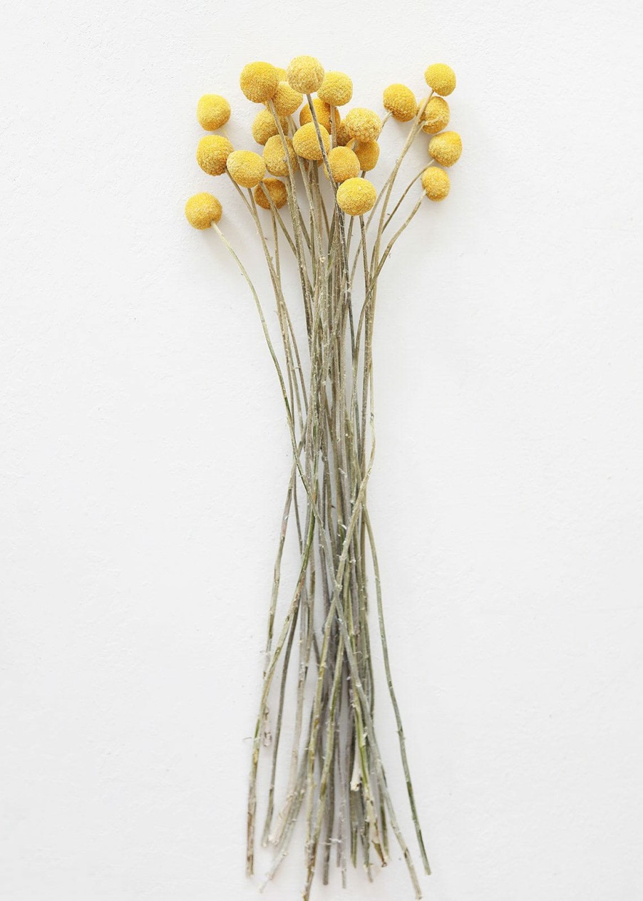 Fall Foliage Radial | Bundle Of 25 Dried Craspedia Billy Buttons - 18-26"