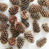 Winter Forest Radial | Box Of 100 Natural Pine Cones - 2-6"