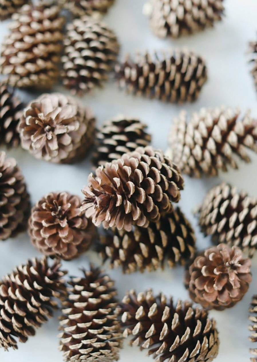 Winter Forest Radial | Box Of 100 Natural Pine Cones - 2-6"