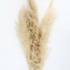 Fall Foliage Radial | Bundle Of 3 Dried Natural Pampas Grass - 40-48"