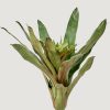 Everyday Greenery Radial | Artificial Tropical Bromeliad Plant In Green - 20"