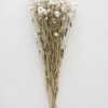 Fall Foliage Radial | White Preserved Rodanthe Flowers - 22-28"