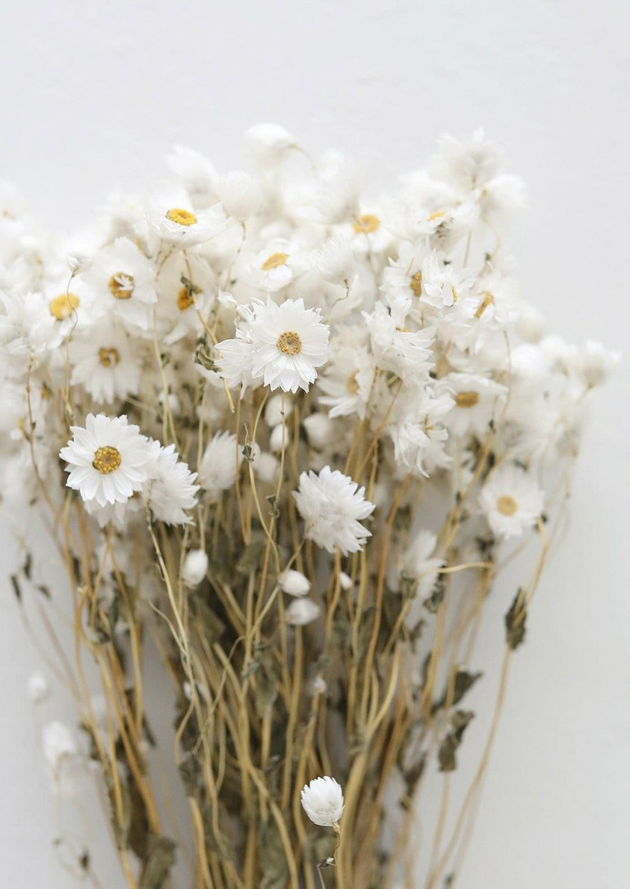 Fall Foliage Radial | White Preserved Rodanthe Flowers - 22-28"