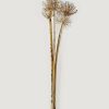 Fall Foliage Radial | Bundle Of 5 Dried Allium Flowers - 22-27"