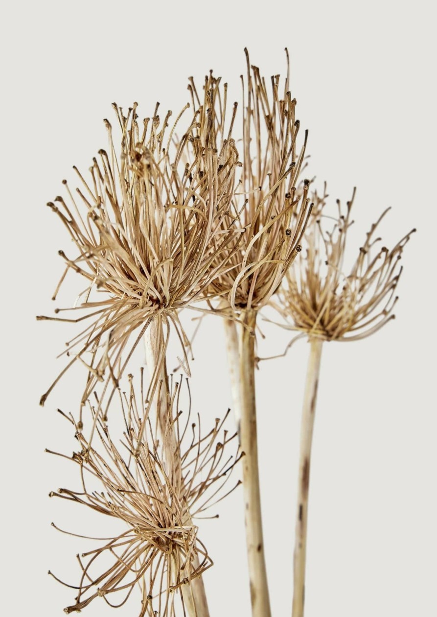 Fall Foliage Radial | Bundle Of 5 Dried Allium Flowers - 22-27"