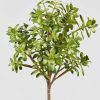 Everyday Greenery Radial | Artificial Jade Succulent Plant - 31"