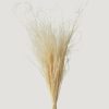 Everyday Greenery Radial | Cream Dried Feather Grass Bundle - 19-22"