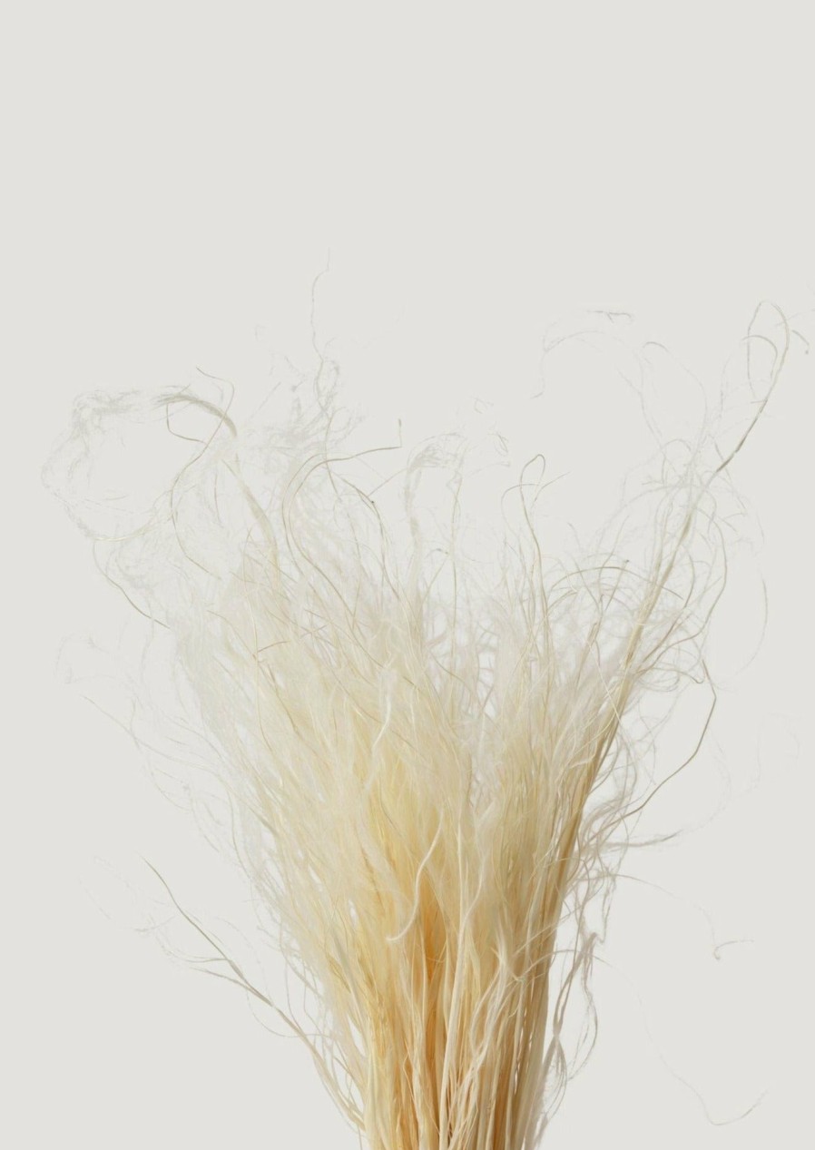 Everyday Greenery Radial | Cream Dried Feather Grass Bundle - 19-22"