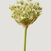 Blooming Florals Radial | Artificial Allium Flower In Green - 36"