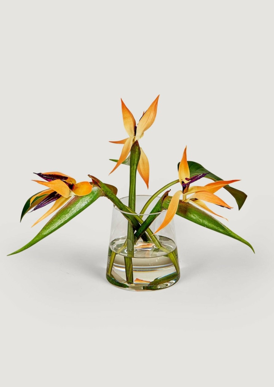 Blooming Florals Radial | Faux Tropical Bird Of Paradise Arrangement In Glass Vase - 11"