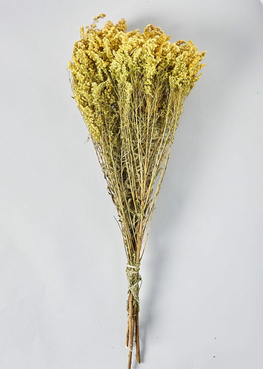 Fall Foliage Radial | Yellow Dried Flowers Solidago Goldenrod Bundle - 23-28"