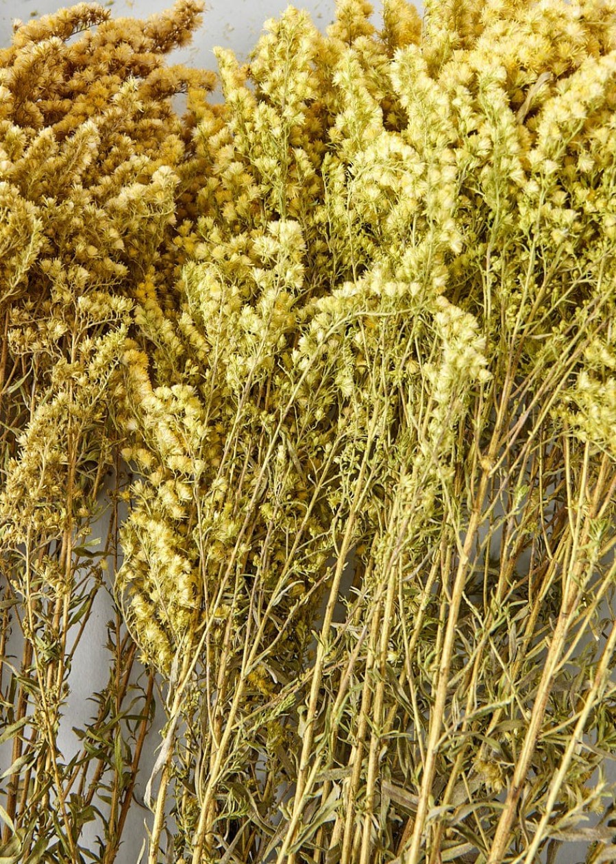 Fall Foliage Radial | Yellow Dried Flowers Solidago Goldenrod Bundle - 23-28"