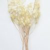 Everyday Greenery Radial | Natural Dried Lunaria Flowers - 24-34"