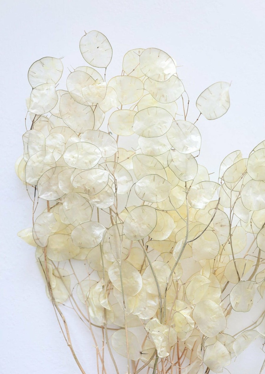 Everyday Greenery Radial | Natural Dried Lunaria Flowers - 24-34"