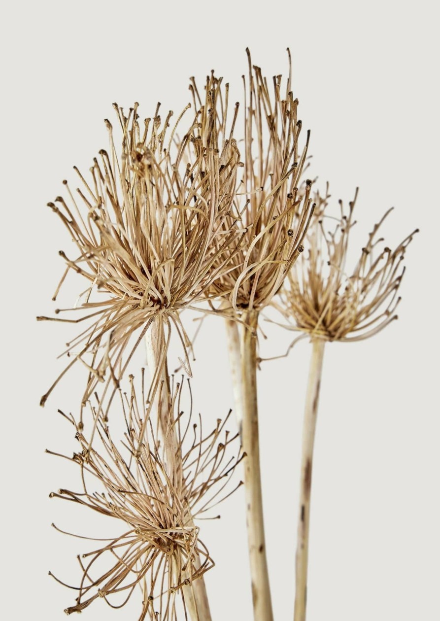 Everyday Greenery Radial | Bundle Of 5 Dried Allium Flowers - 22-27"