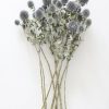 Everyday Greenery Radial | Blue Dried Echinops Globe Thistles - 16-22"