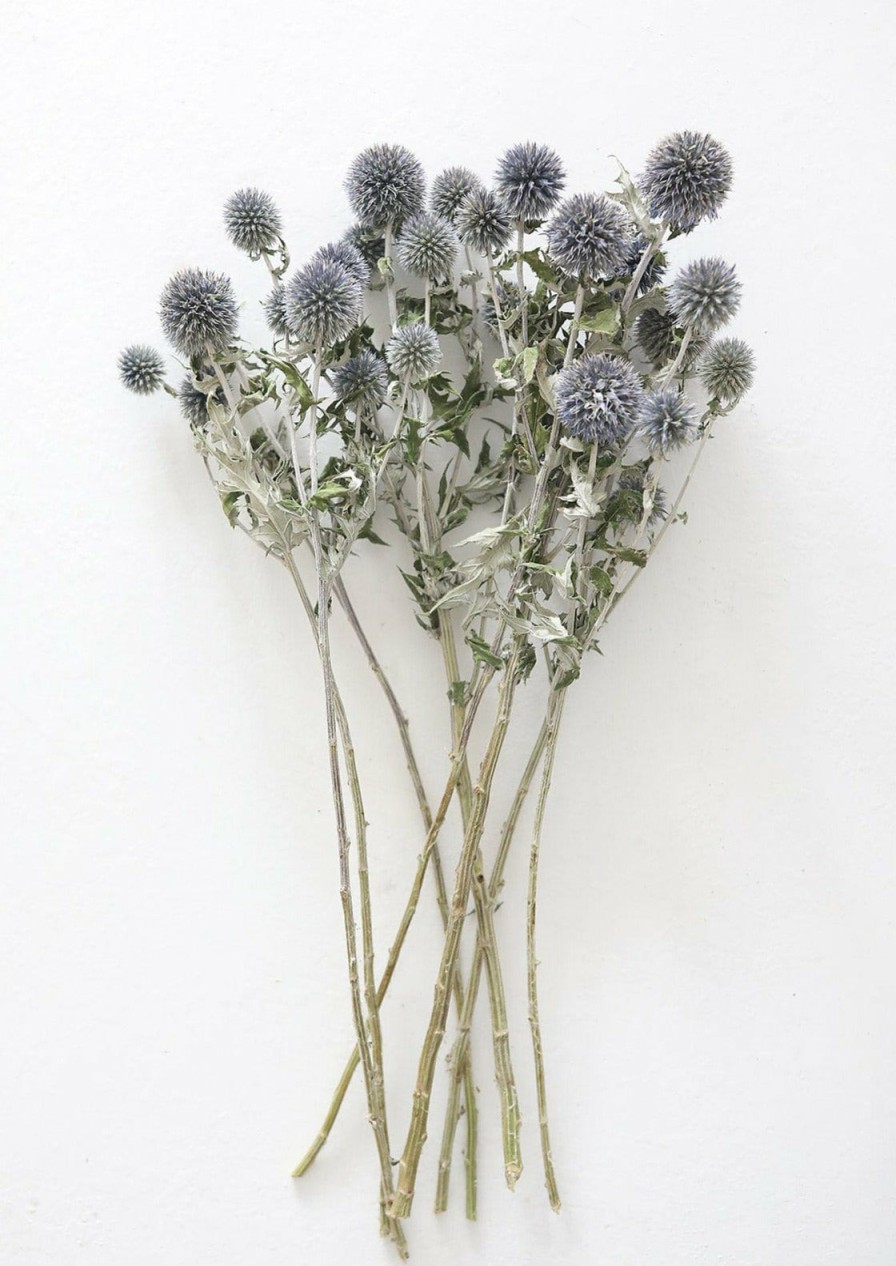 Everyday Greenery Radial | Blue Dried Echinops Globe Thistles - 16-22"