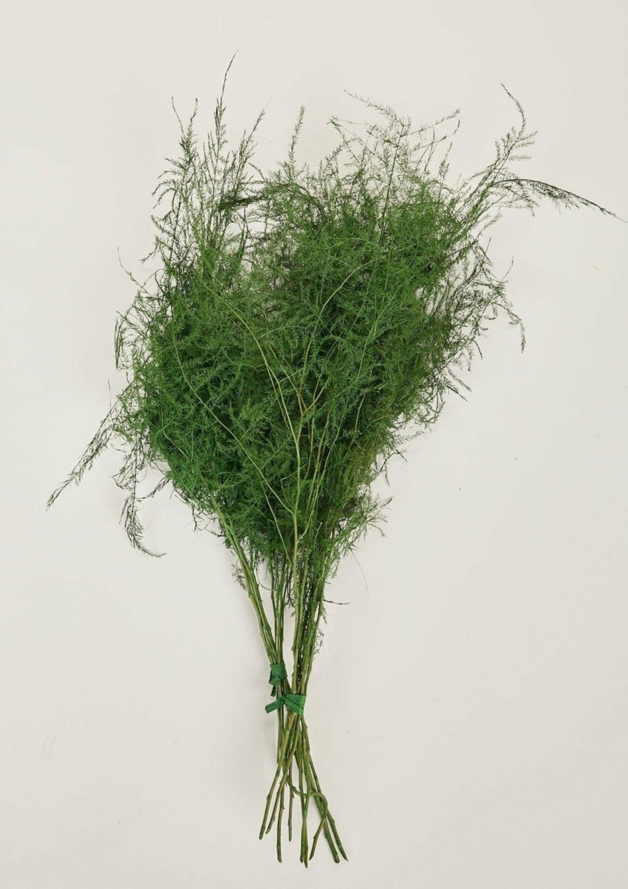 Winter Forest Radial | Preserved Asparagus Plumosus Fern - 12"-28"