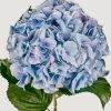 Blooming Florals Radial | Tall Powder Blue Faux Hydrangea Flower - 45"