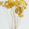 Everyday Greenery Radial | Dried Natural Yarrow Flowers - 18-24"