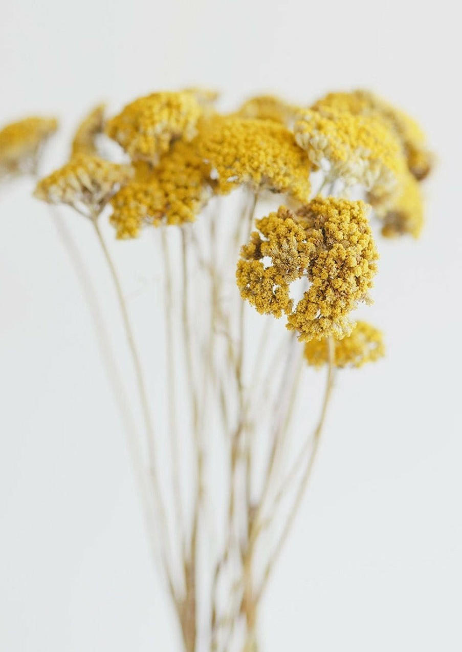 Everyday Greenery Radial | Dried Natural Yarrow Flowers - 18-24"