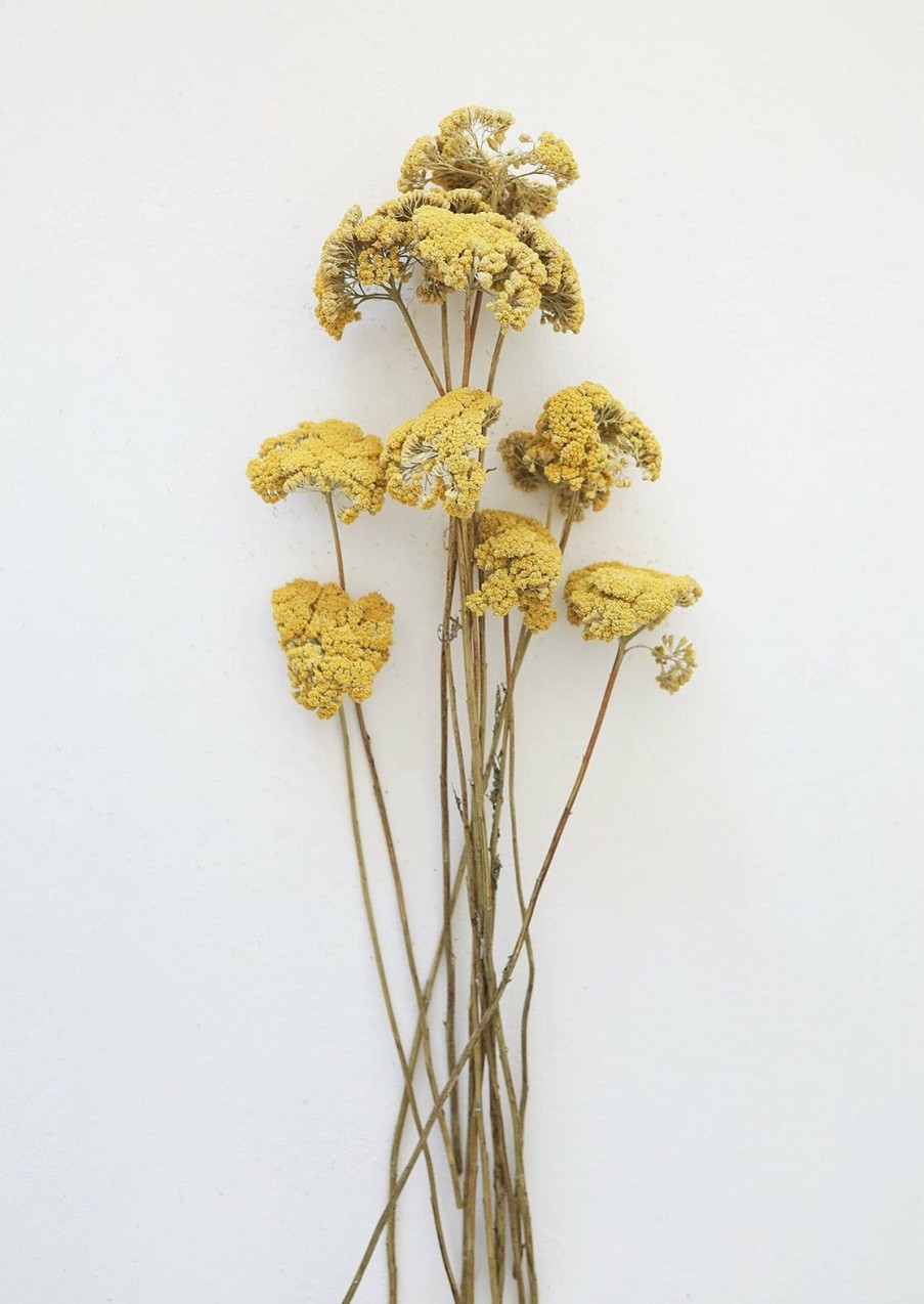 Everyday Greenery Radial | Dried Natural Yarrow Flowers - 18-24"