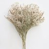 Everyday Greenery Radial | Dried German Statice - 10-15"