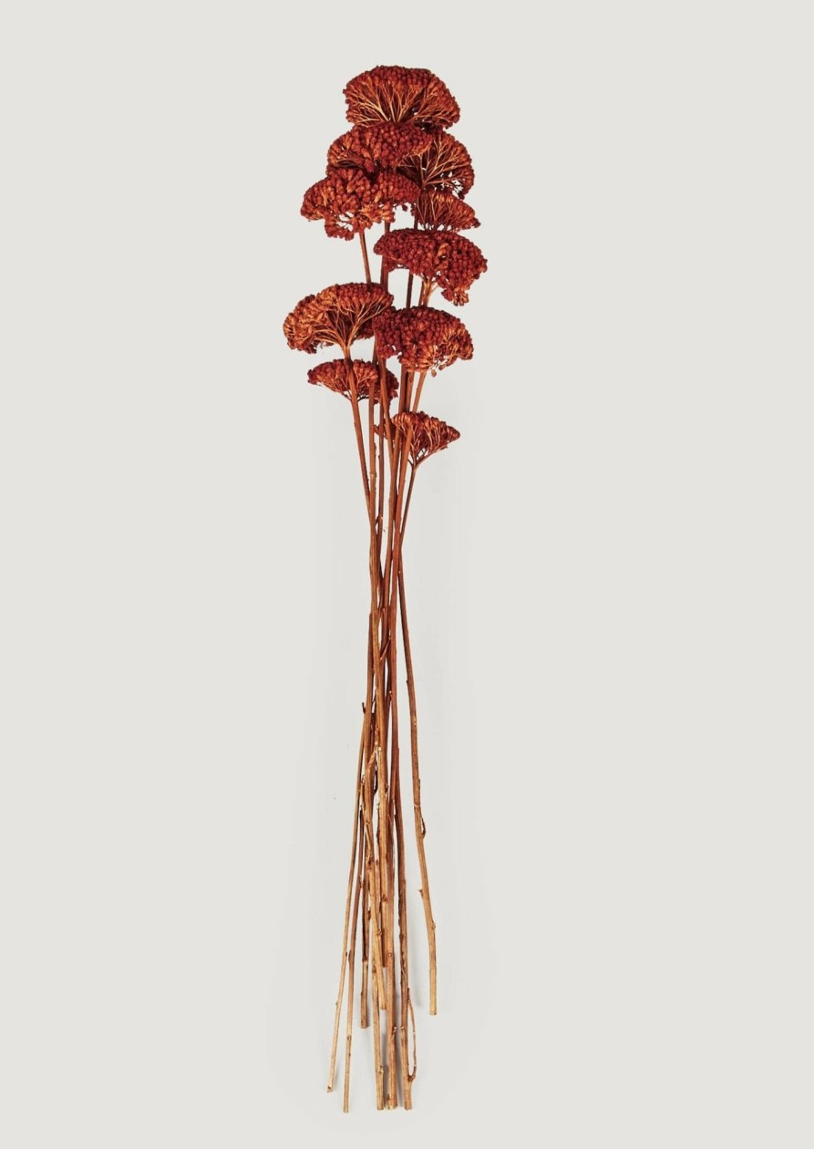 Fall Foliage Radial | Burnt Orange Dried Yarrow Flower Bundle - 18-23.5"