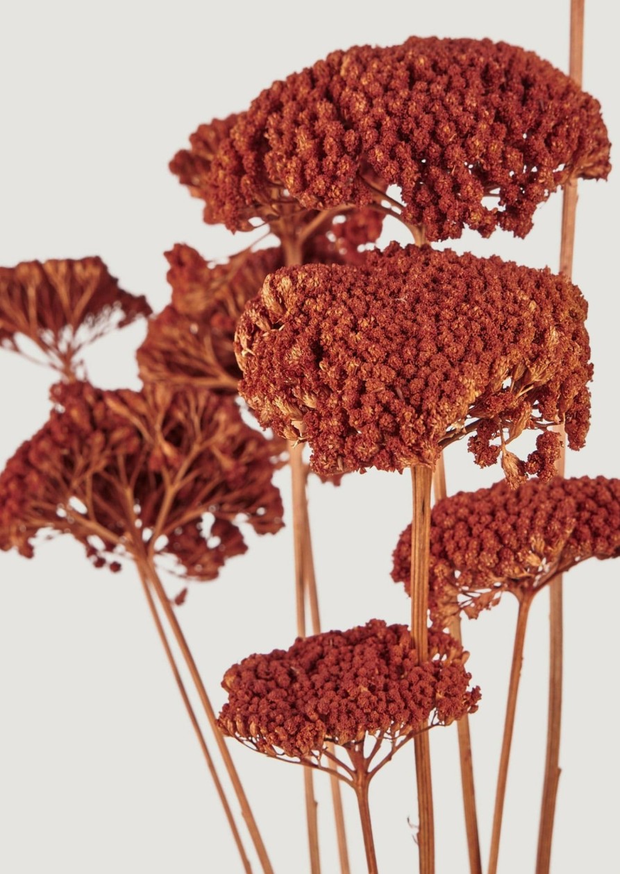 Fall Foliage Radial | Burnt Orange Dried Yarrow Flower Bundle - 18-23.5"