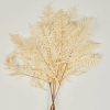 Everyday Greenery Radial | Bundle Of 5 Bleached White Dried Bracken Ferns - 23-29"